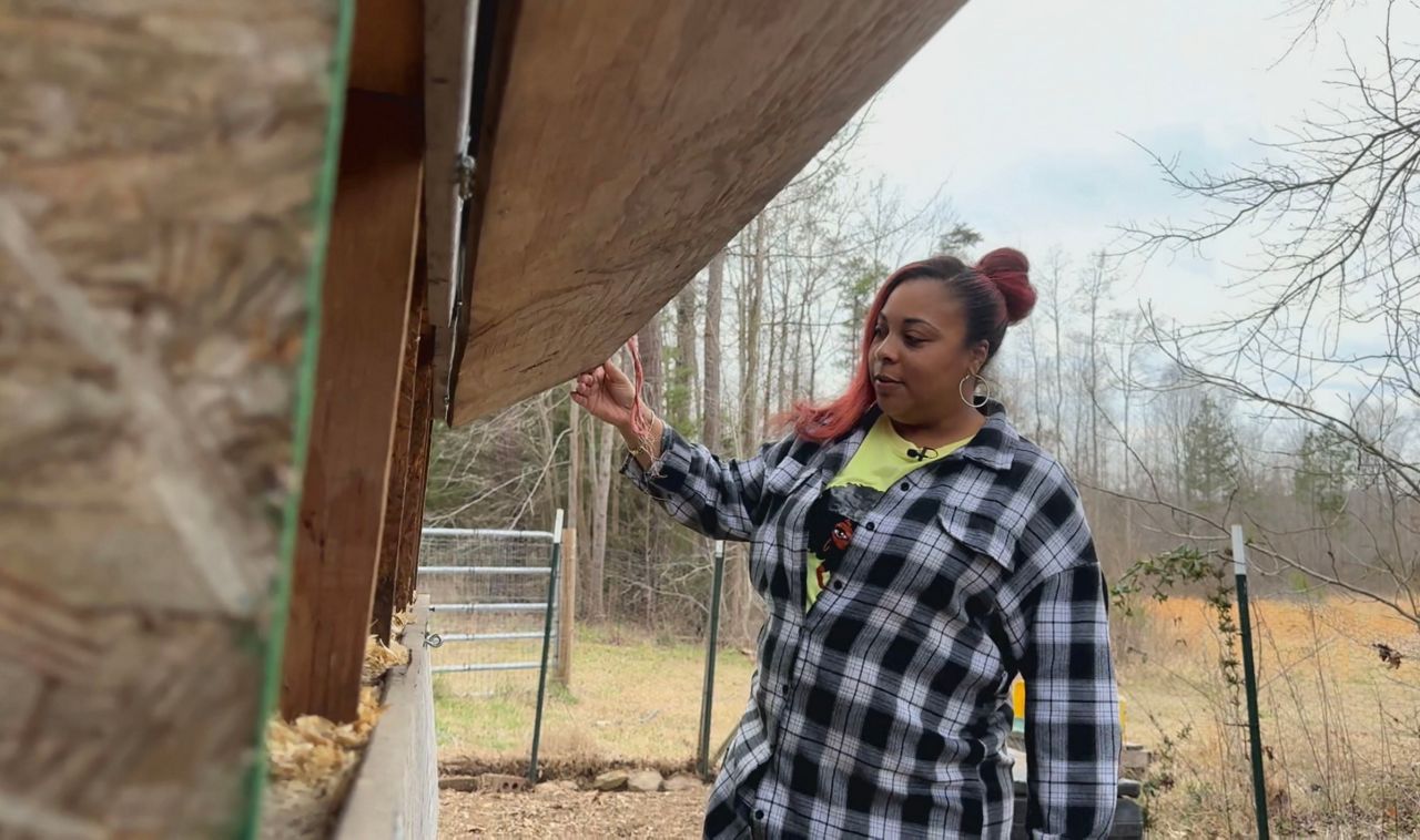 Mona Evans checking for eggs at Benevolence Farm.