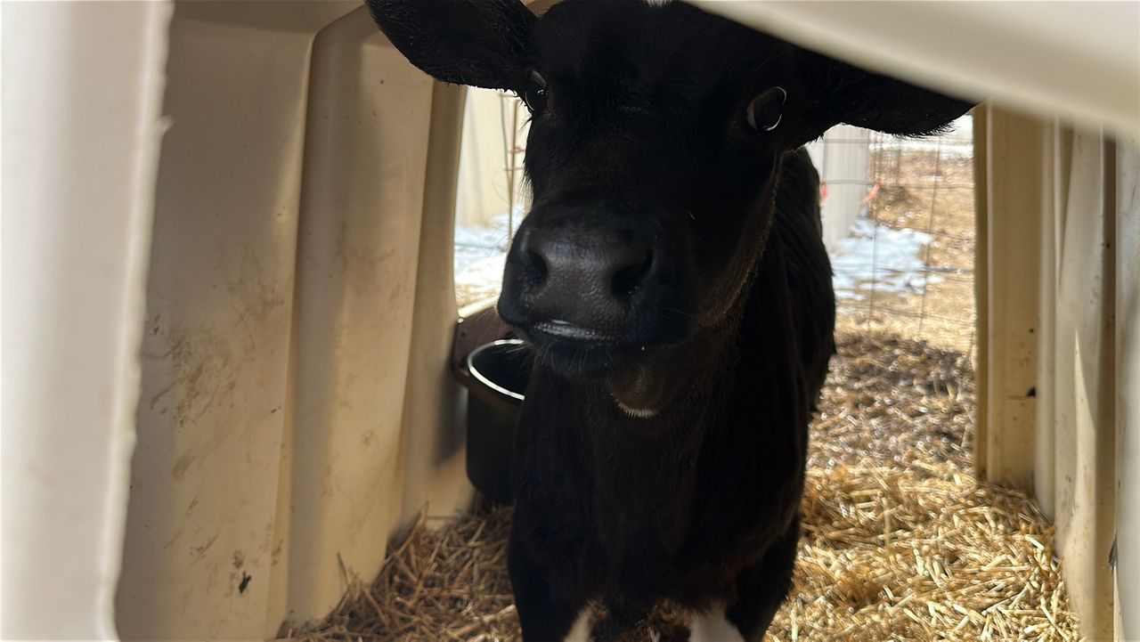 Do Dairy cows produce less milk in the cold?