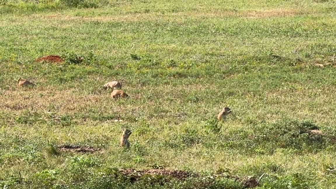 Prairie dog colonies return to Fort Worth Nature Center & Refuge