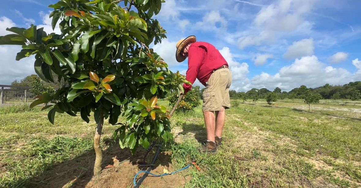 Mitchell Mclellan works to keep his Frostproof avocado farm pristine. (Spectrum News/Lizbeth Gutierrez)