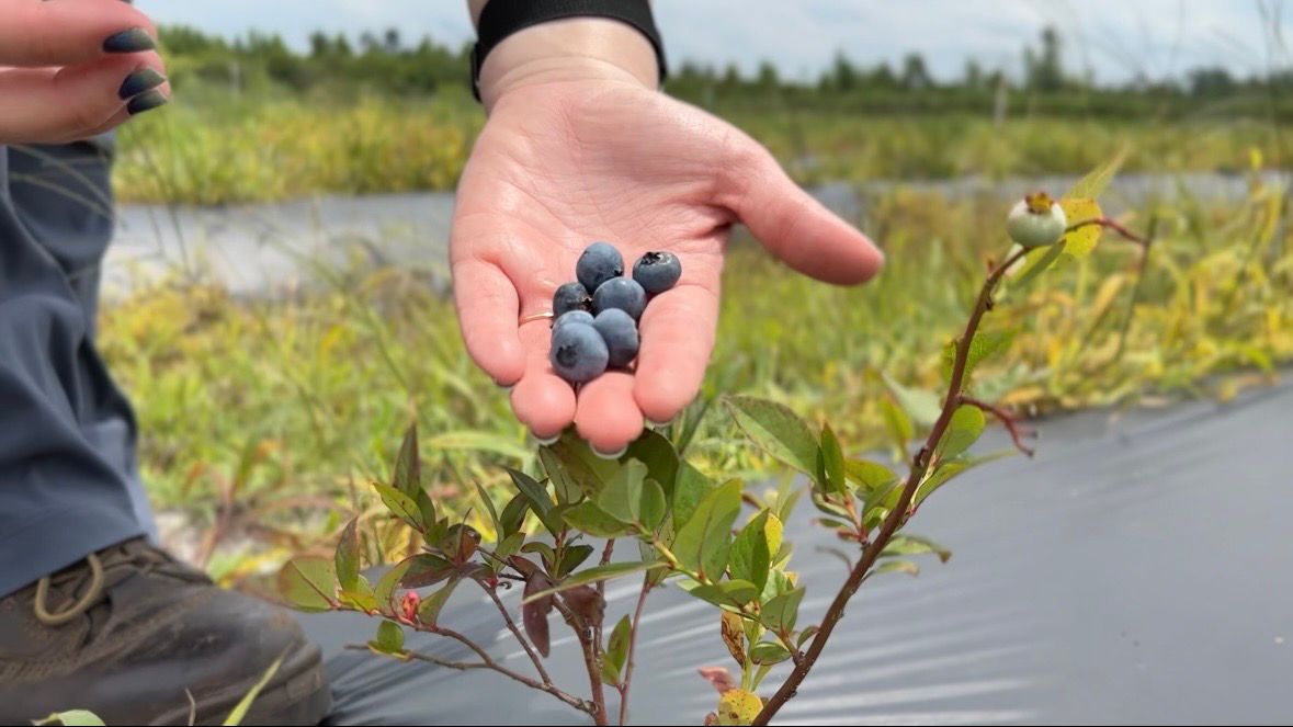 Hurricane impacts on blueberries