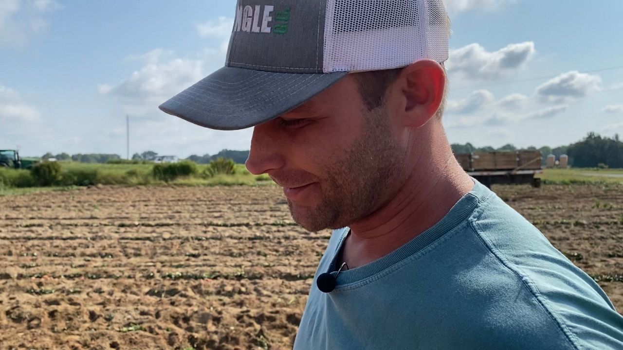 Sweet potato season in North Carolina