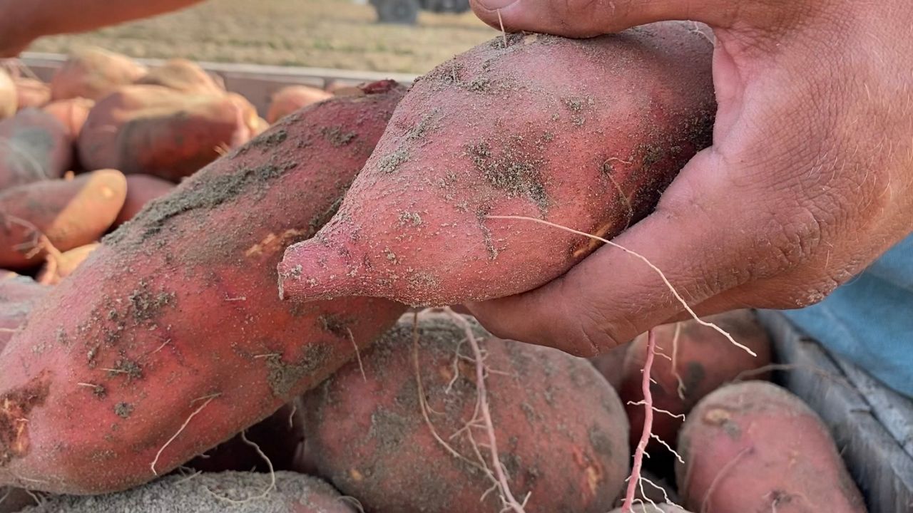 Sweet potato season in North Carolina