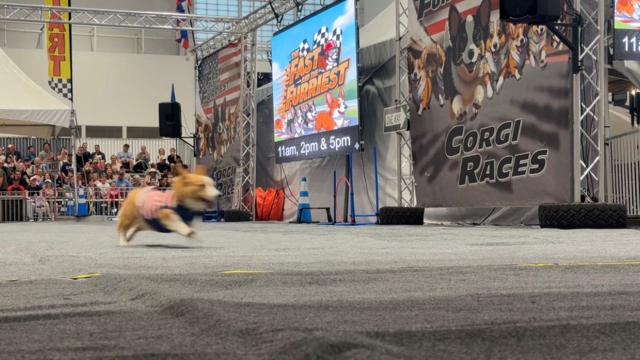 Discover the Joy of Corgi Racing at the Great New York State Fair!