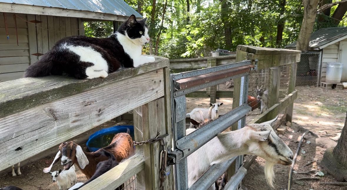 Farm animals on Rierson Farms NC might see their feed affected by the heat. (Spectrum News 1/Sydney McCoy)