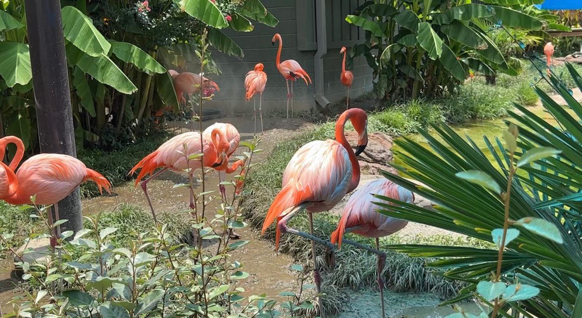 Flamingos standing near the mister in the shade.