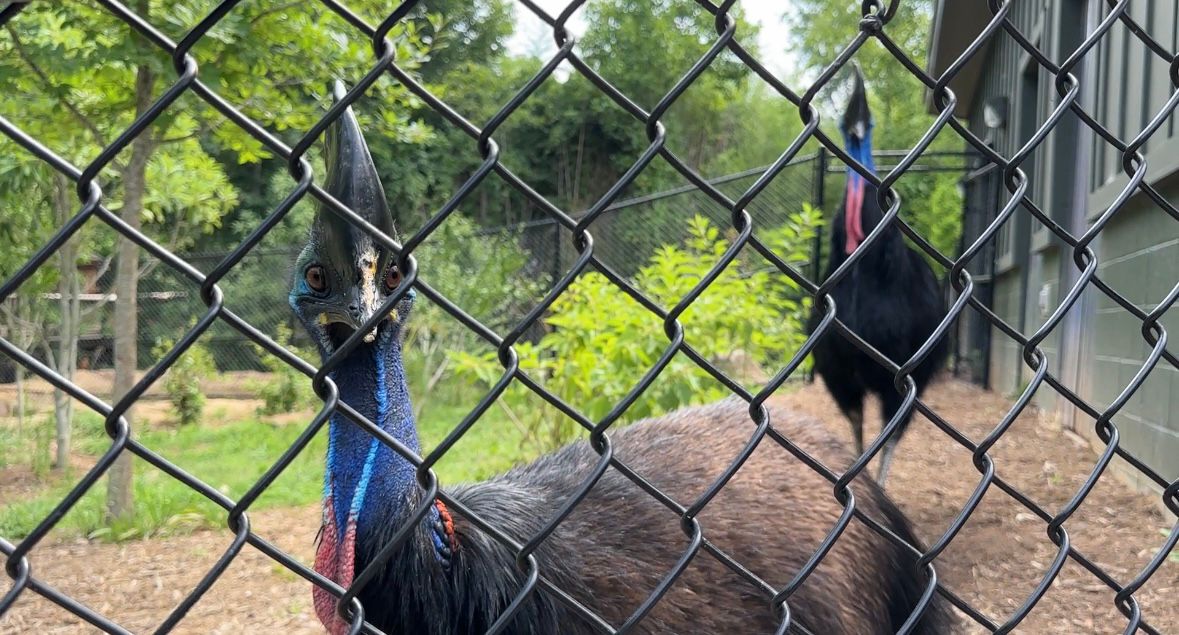 The cassowaries at the Greensboro Science Center.