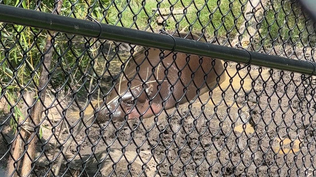 Ralph, a pygmy hippo laying in mud to cool off.