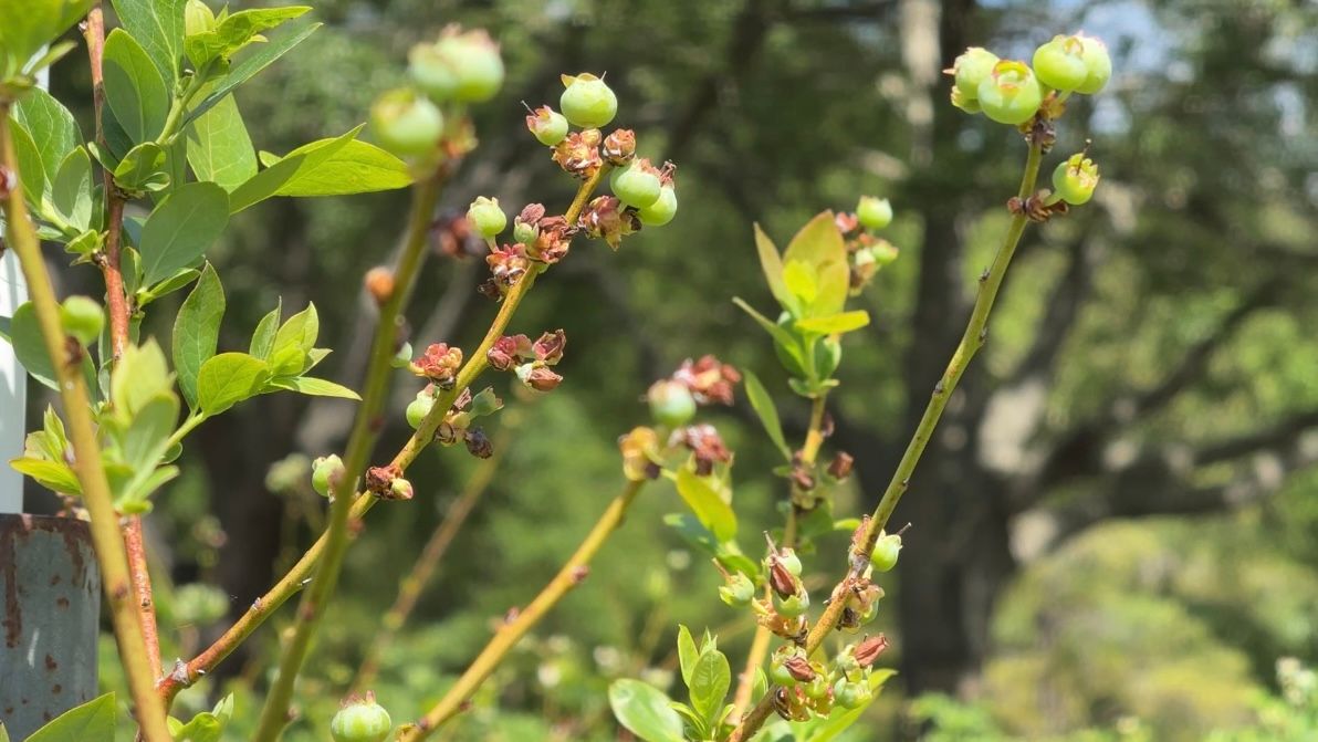 Dry weather affecting Lake and Sumter county farms
