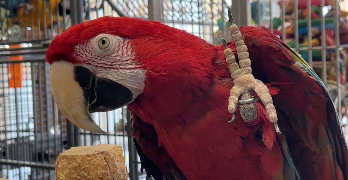 Ohio rescue saves hundreds of parrots a year