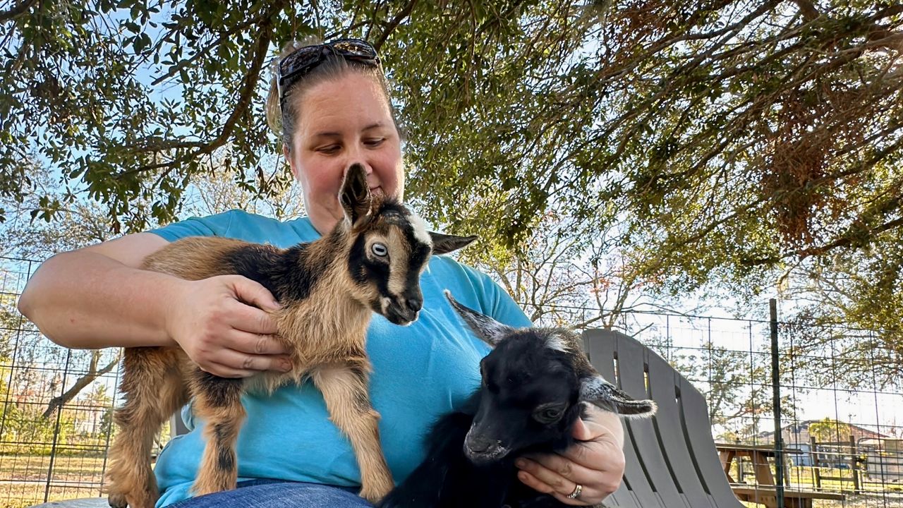 When preparing to cuddle a baby Nigerian Dwarf Goat, Sara Evancho handles them like small dogs. (Spectrum News/Virginia Johnson)