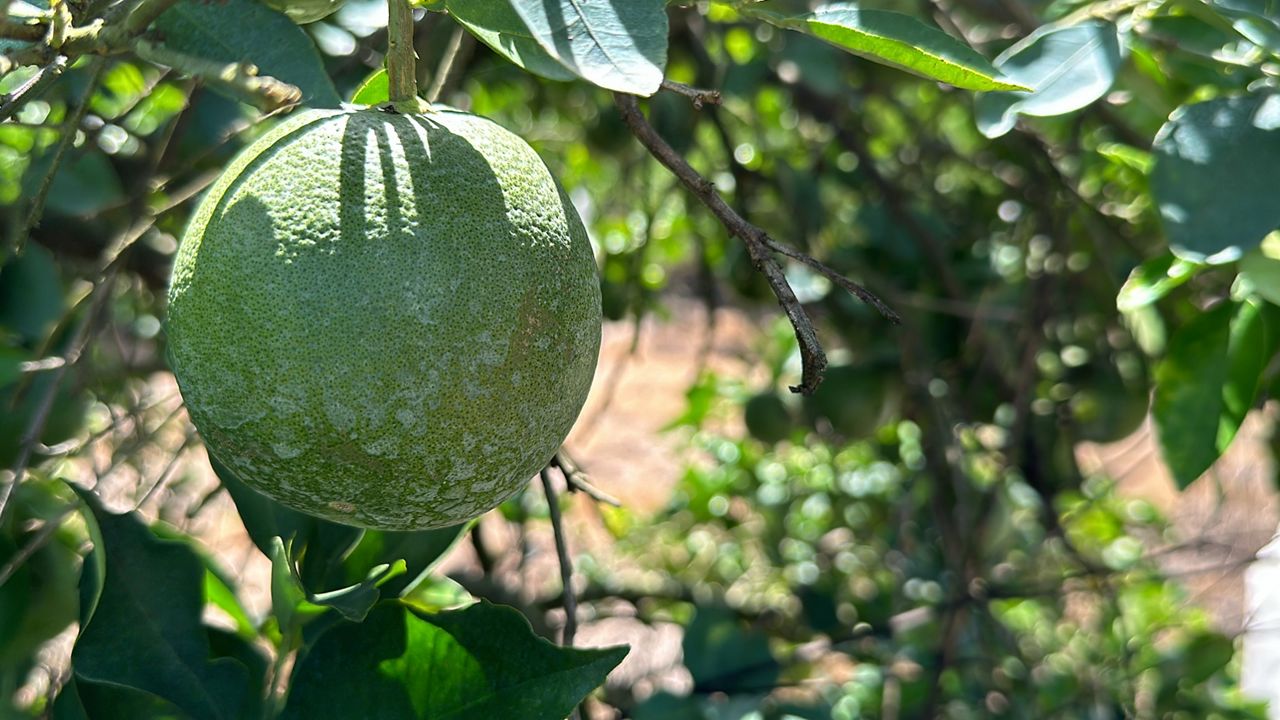 Usda: Florida Citrus Production Up 11.5% Compared To 2022