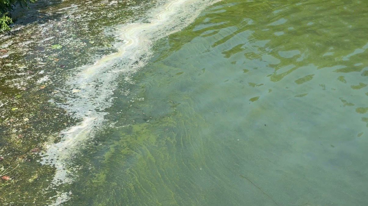 A changing climate may be behind a rise in harmful algal blooms across the state