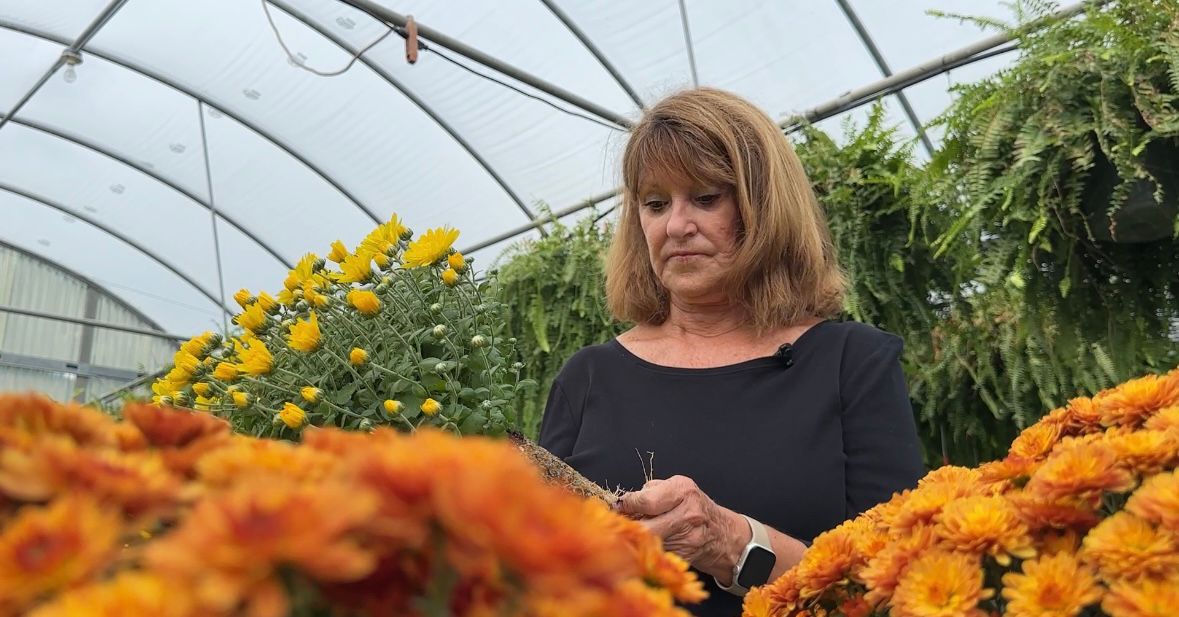 Faylene Whitaker looking at mum roots. 