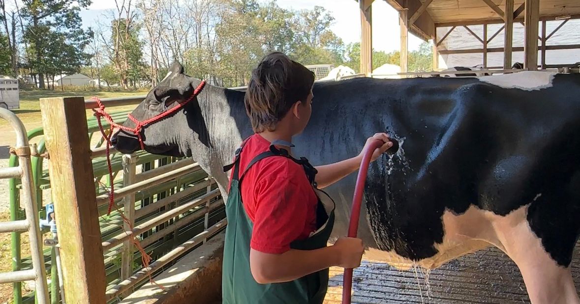 Rilen washing his heifer Avenger who will be shown at the N.C. State Fair.