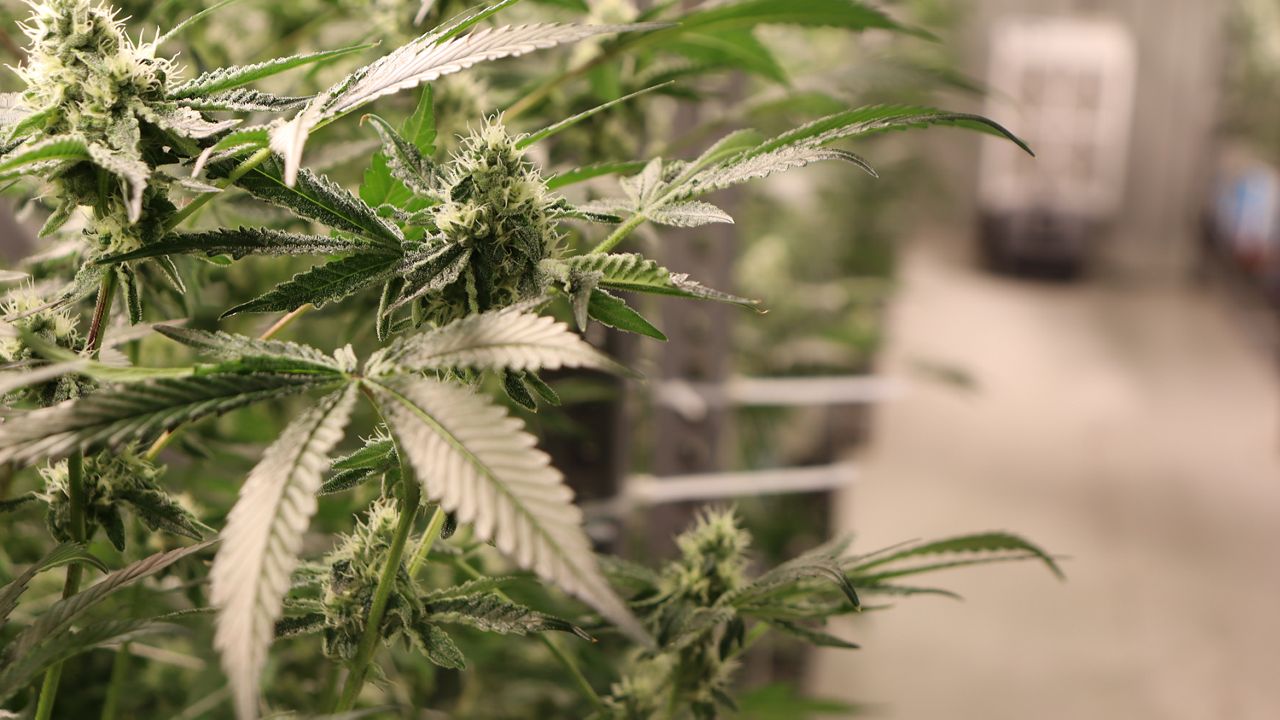 Texas' medical marijuana industry seeing growth as expansion bill takes effect