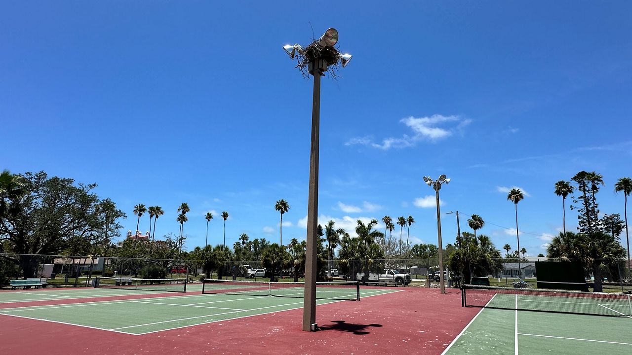 The osprey nest is perched on top of a light pole inside the Lazarillo Park tennis courts in St. Pete Beach. (Spectrum News/Josh Rojas)
