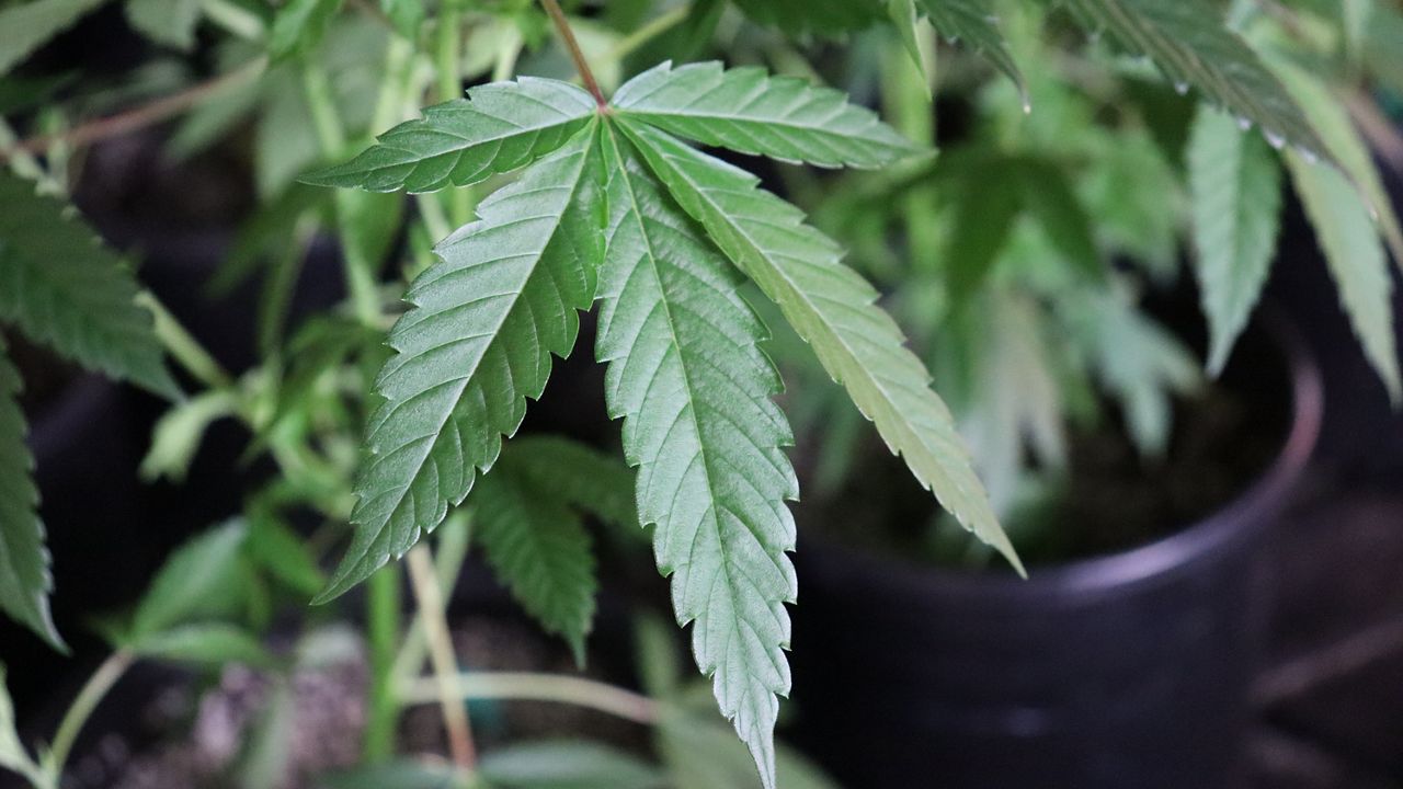 Hemp farmers brace for new DSHS hemp rules expected to kick in March 31