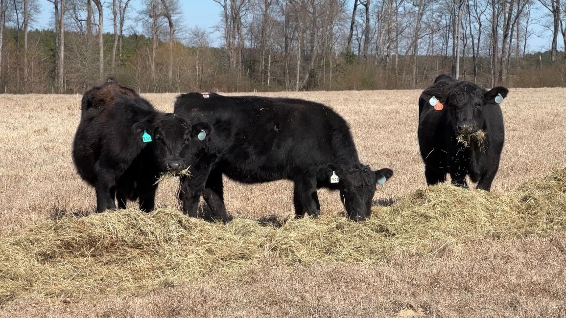 A few of the cattle in the new herd launched by Braswell Family Farms. (Spectrum News 1/Rachel Boyd)