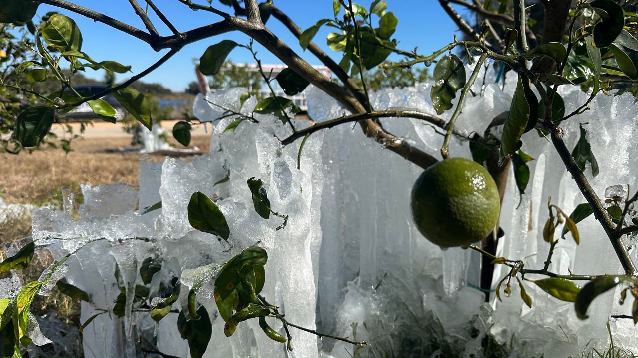 Farms in Central Florida assess damage to the crops following freezing temperatures
