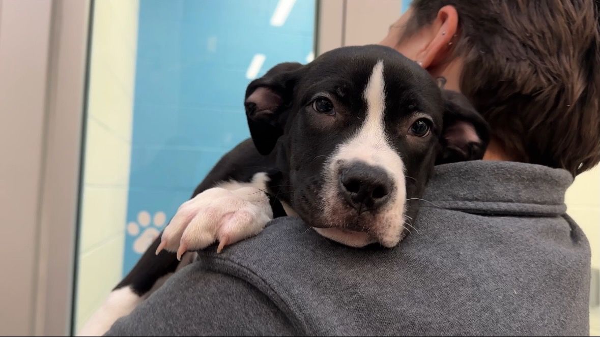 pet abandonments columbus humane