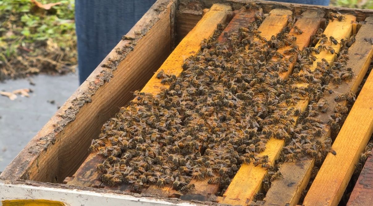 Cold weather and drought devastate Oviedo bee farm
