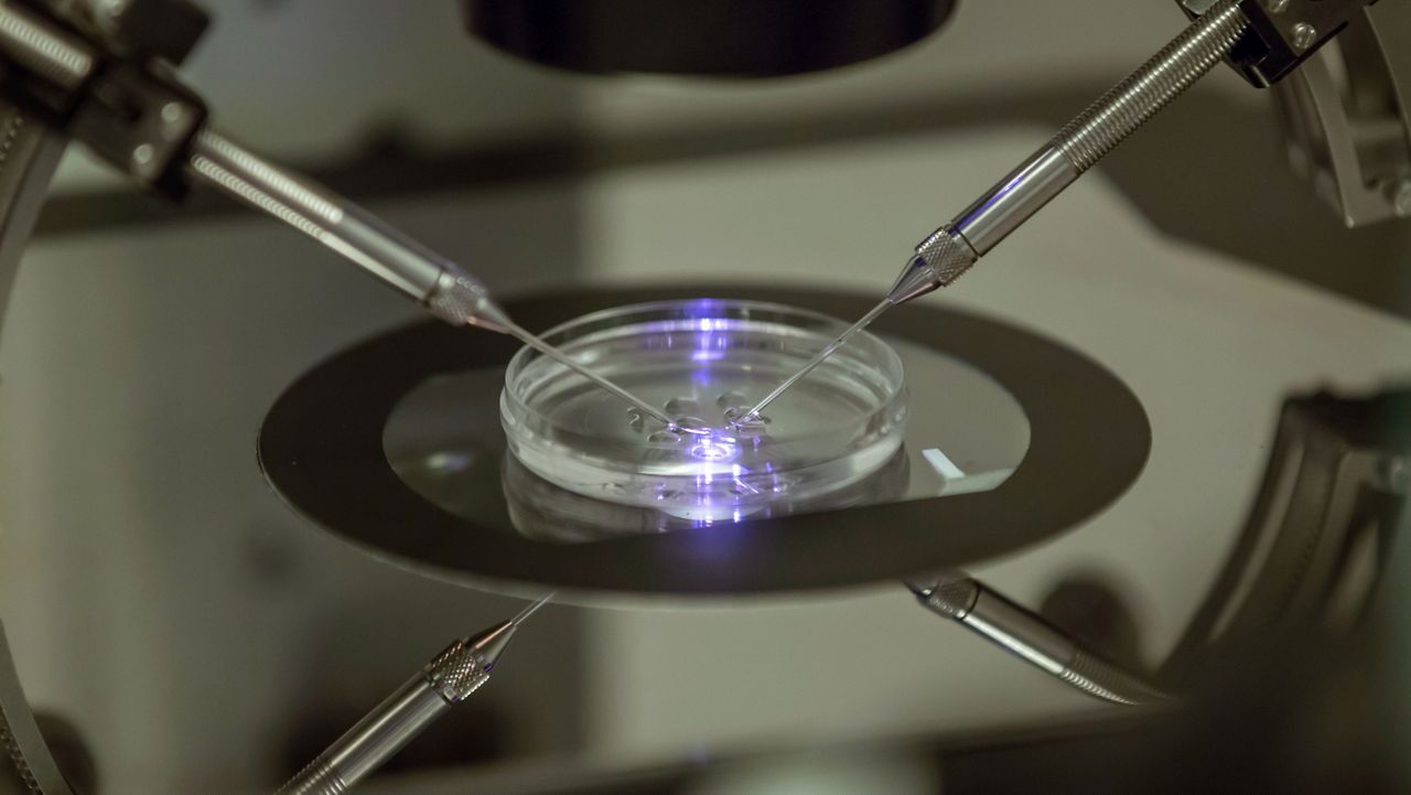 In this Aug. 14, 2013 file photo, an in vitro fertilization embryologist works on a petri dish at a fertility clinic in London. (AP Photo/Sang Tan)