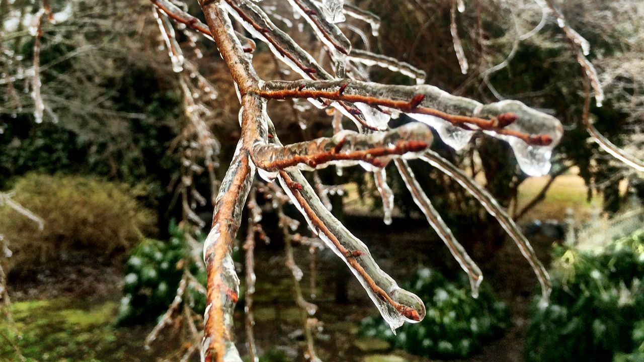 ice on a branch