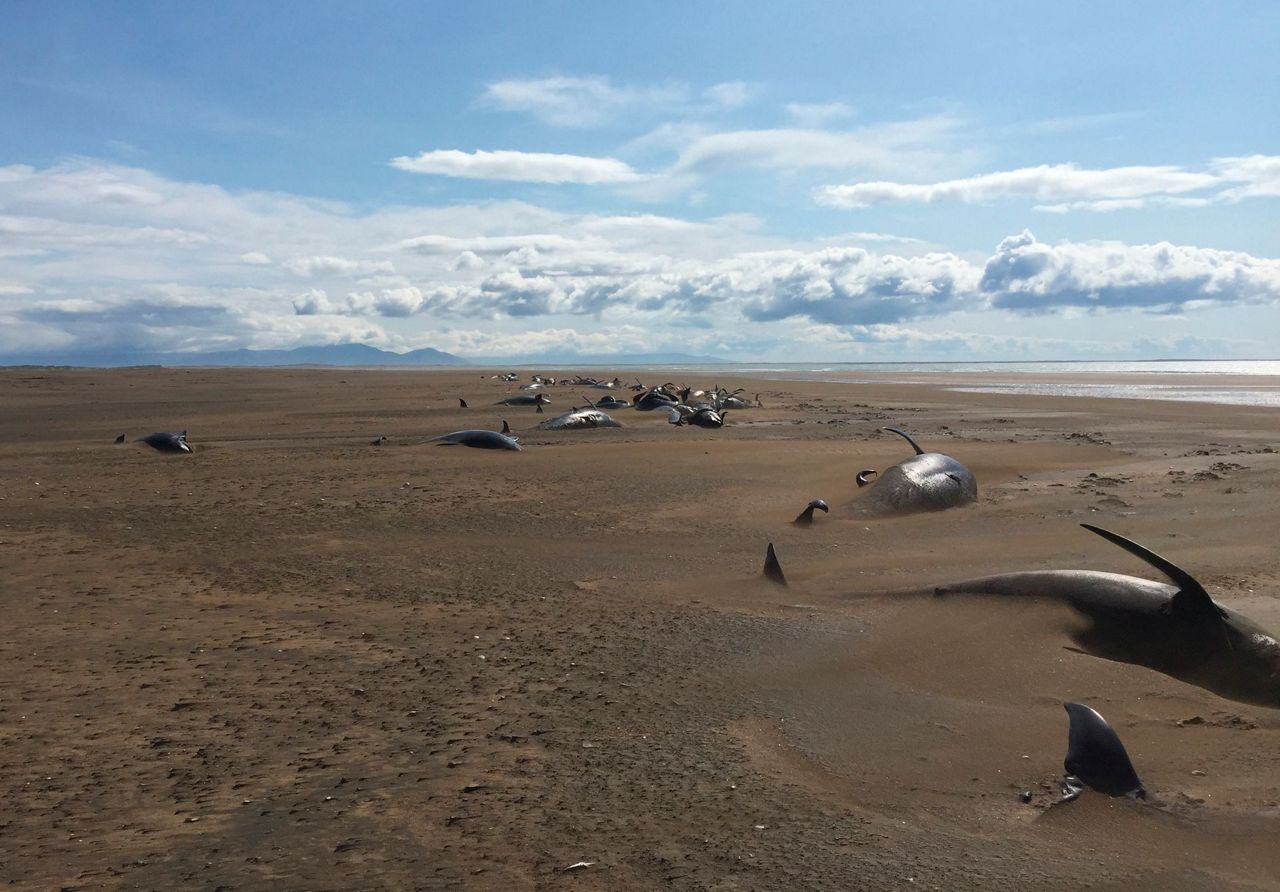 Photos: Mass Pilot Whale Death in Snæfellsnes, West Iceland