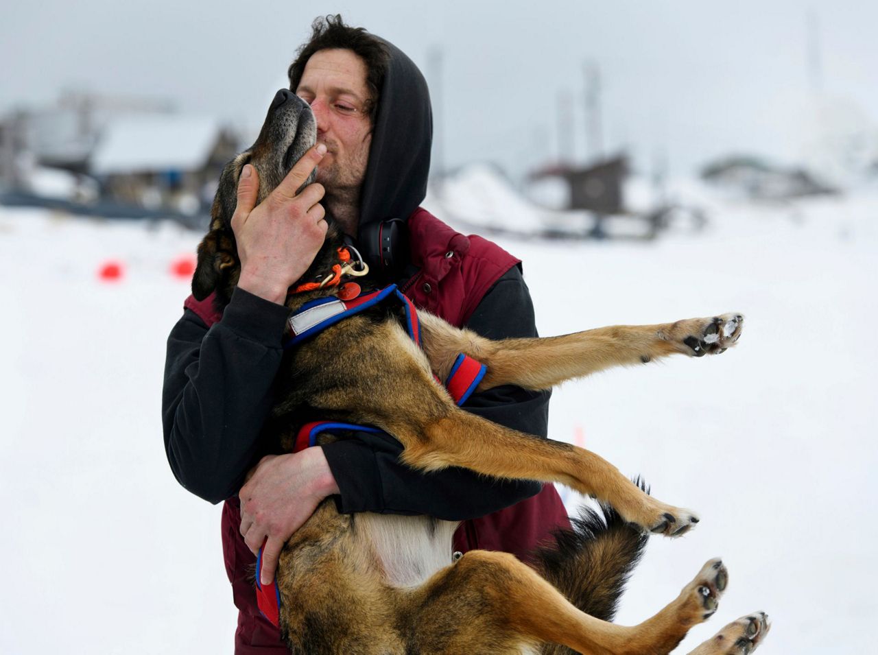 leon missing iditarod dog