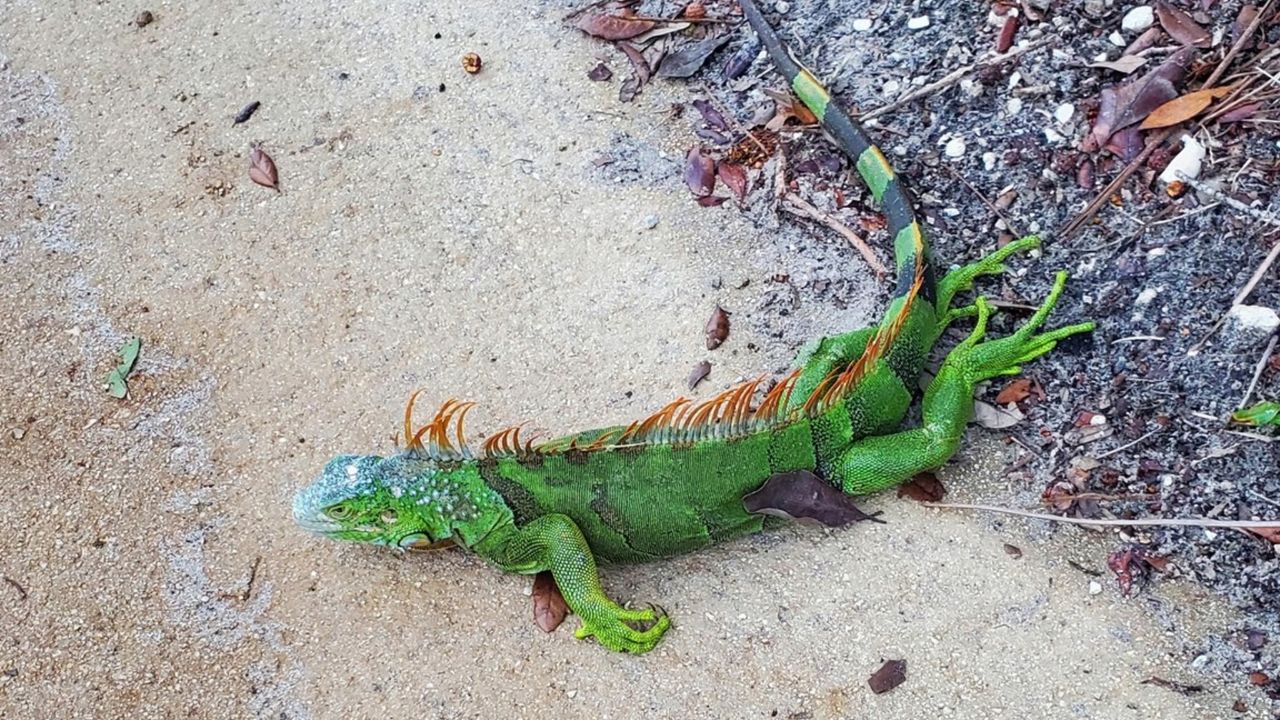 Recent iguana in Central Florida