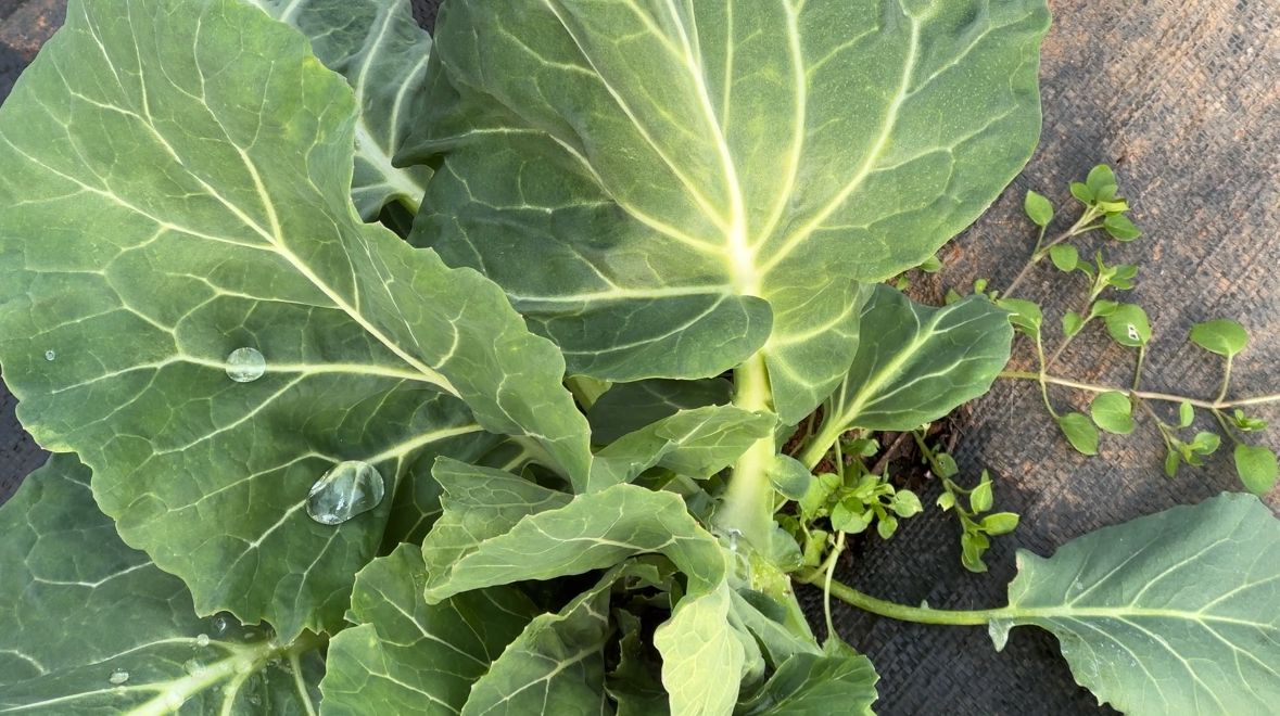 Snow coming this weekend could benefit farmers. It acts as an insulator from the cold