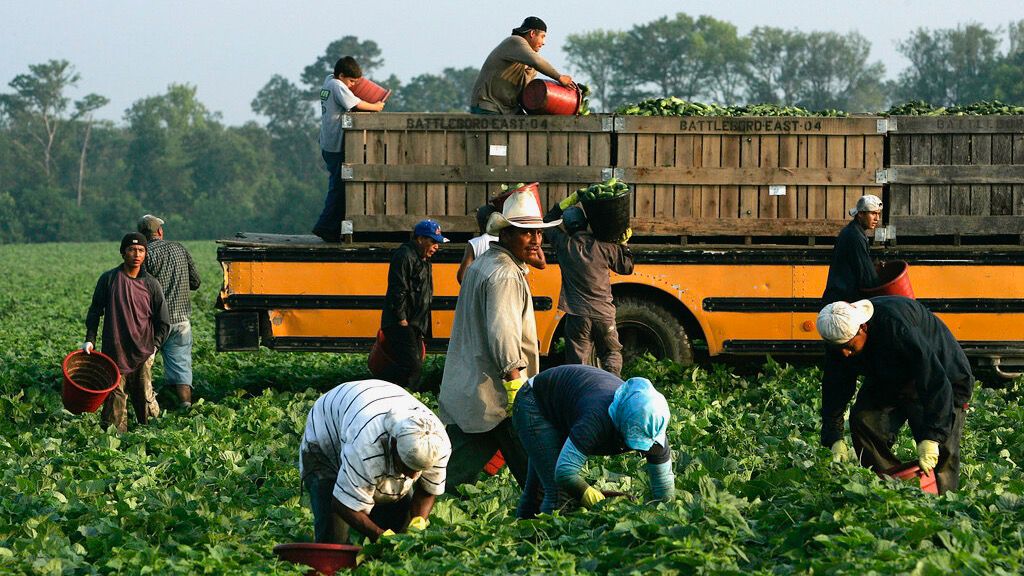 Immigrant workers, several of whom said they were in the United States illegally, pick cucumbers in Edgecombe County, N.C., on Friday, June 8, 2007. (AP Photo/The News & Observer, Ted Richardson)