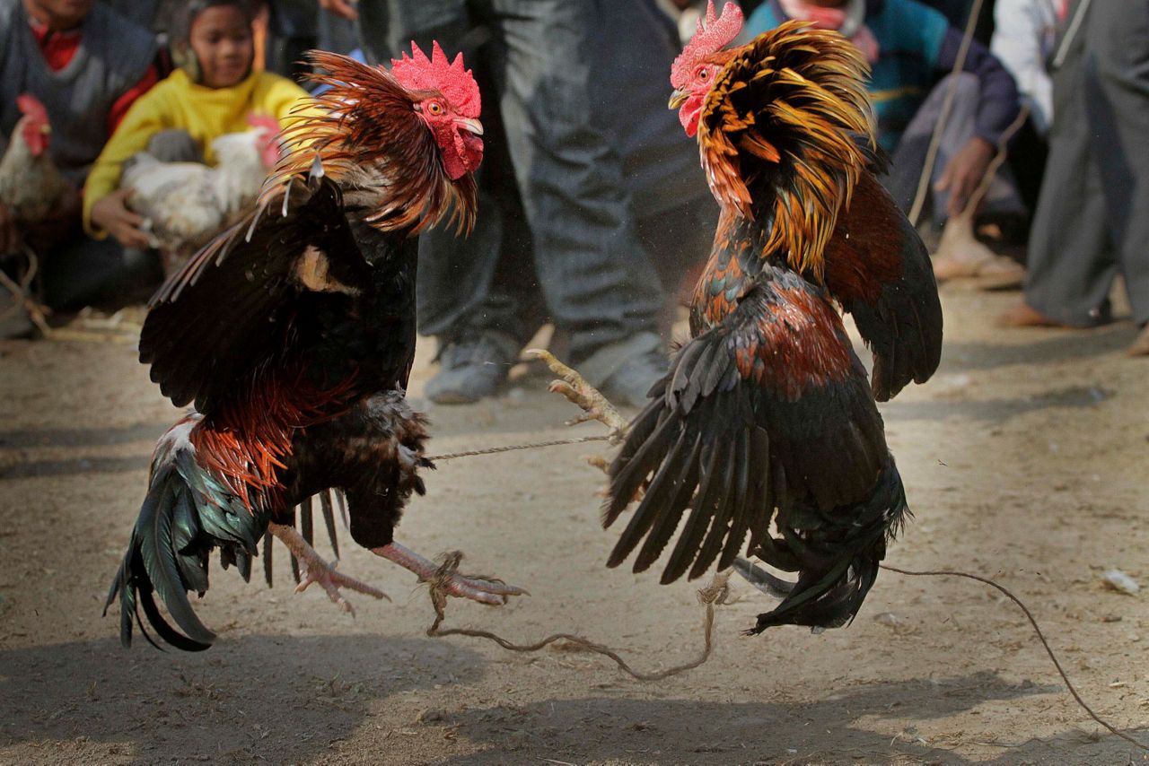 Rooster Kills Indian Man During Banned Cockfight 
