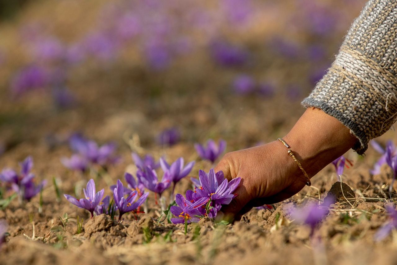 AP PHOTOS From a flower in Kashmir comes a precious spice