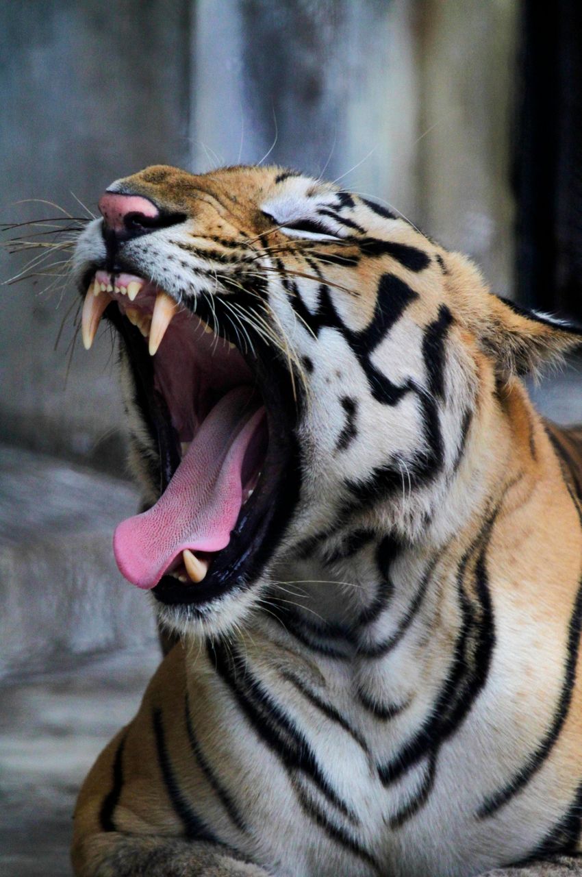 India's tiger population rises to nearly 3,000 animals