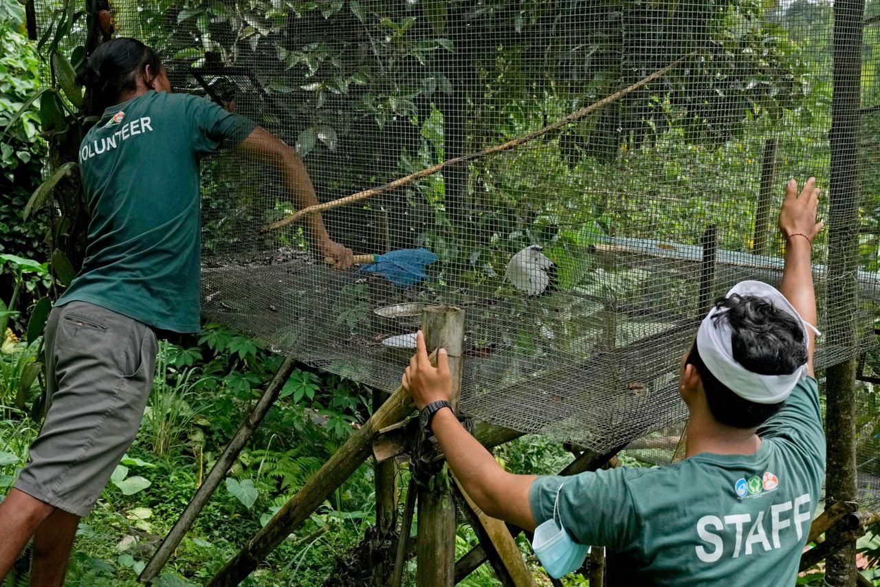 In Bali, Bird Sellers Help Endangered Mynah Make A Comeback