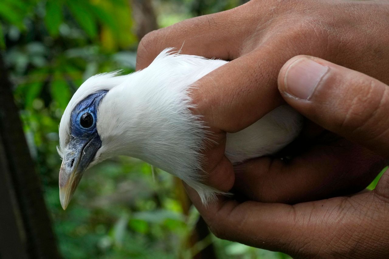 In Bali, Bird Sellers Help Endangered Mynah Make A Comeback