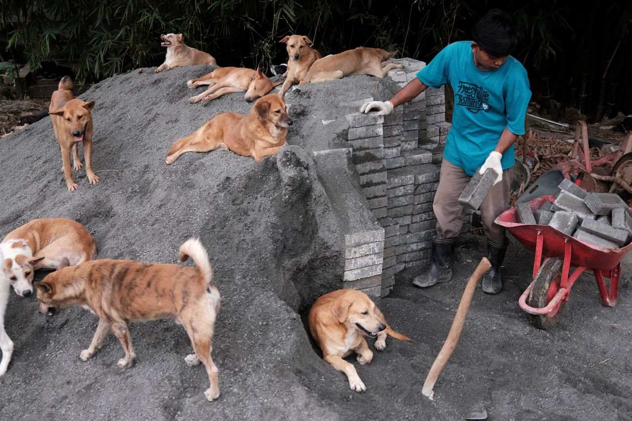 AP PHOTOS: Indonesia shelter sees surge in abandoned dogs