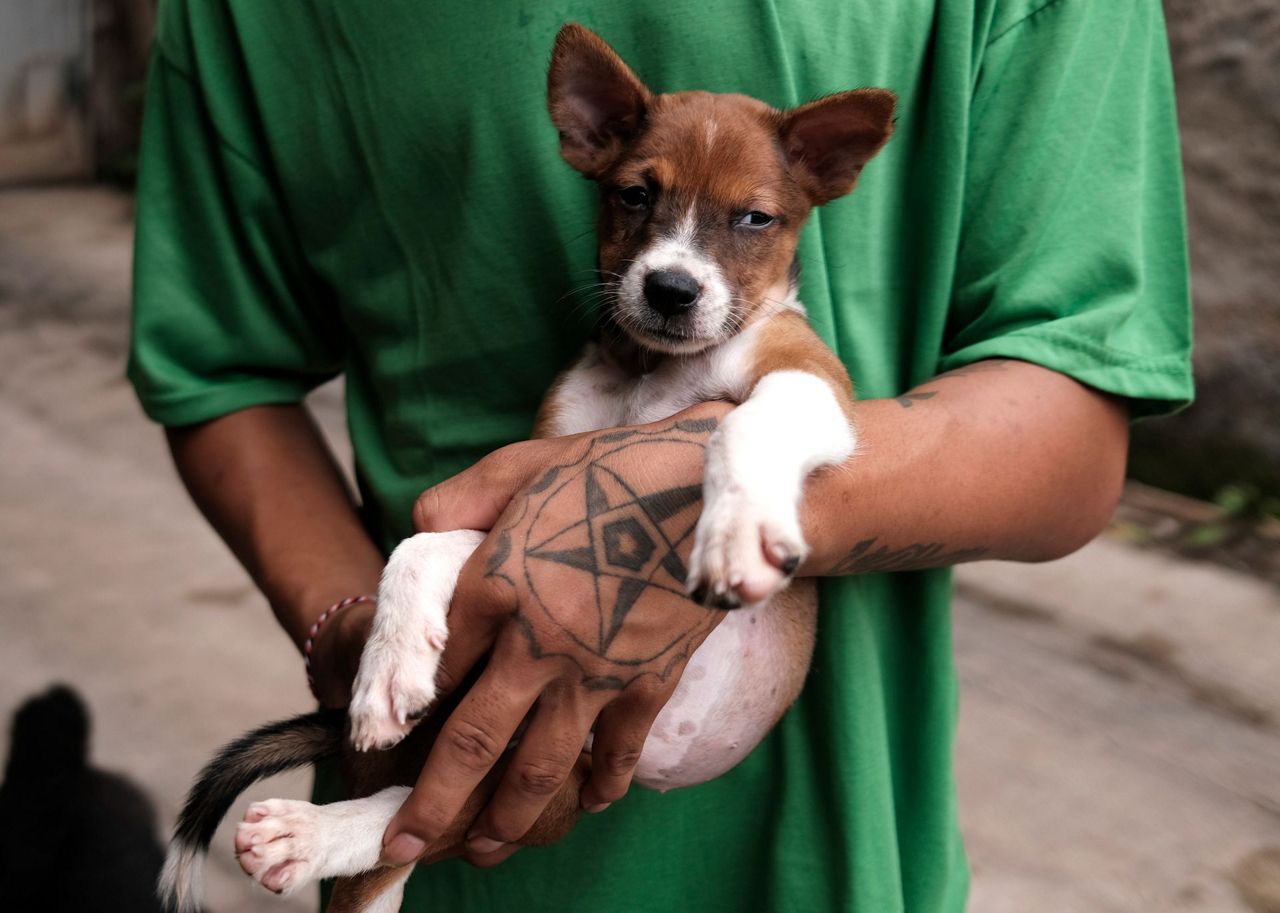 AP PHOTOS: Indonesia shelter sees surge in abandoned dogs