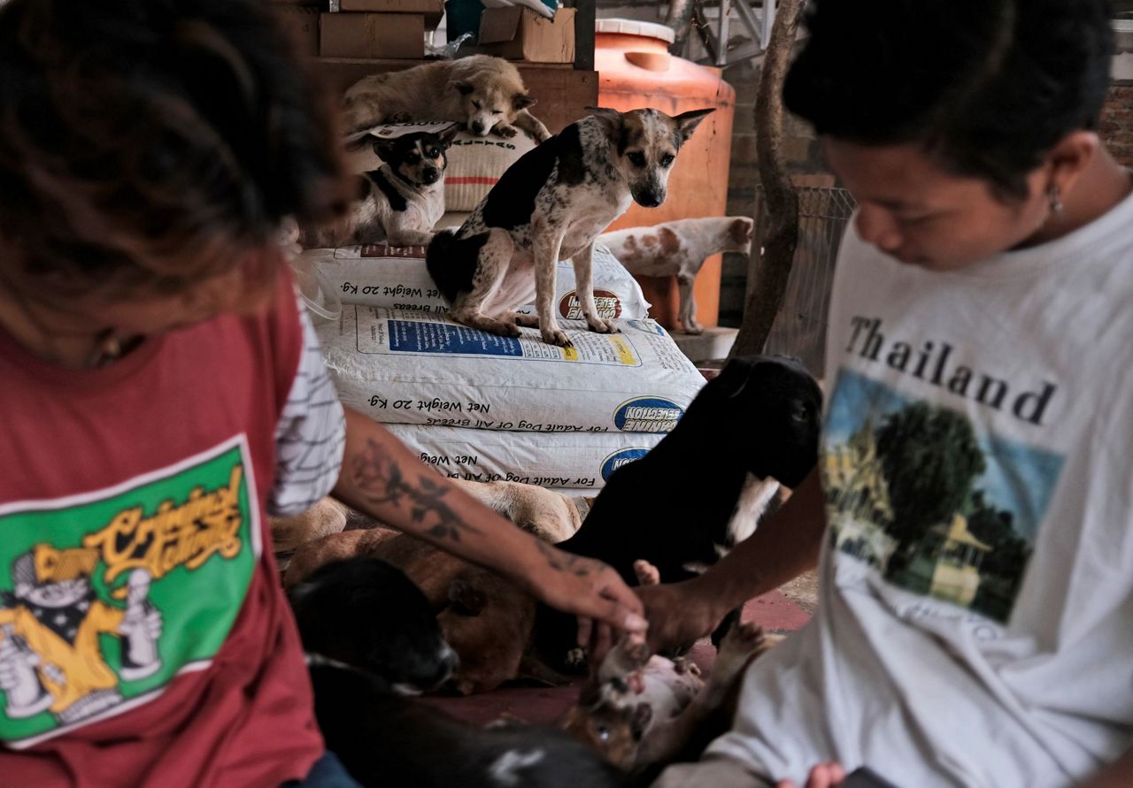 AP PHOTOS: Indonesia shelter sees surge in abandoned dogs