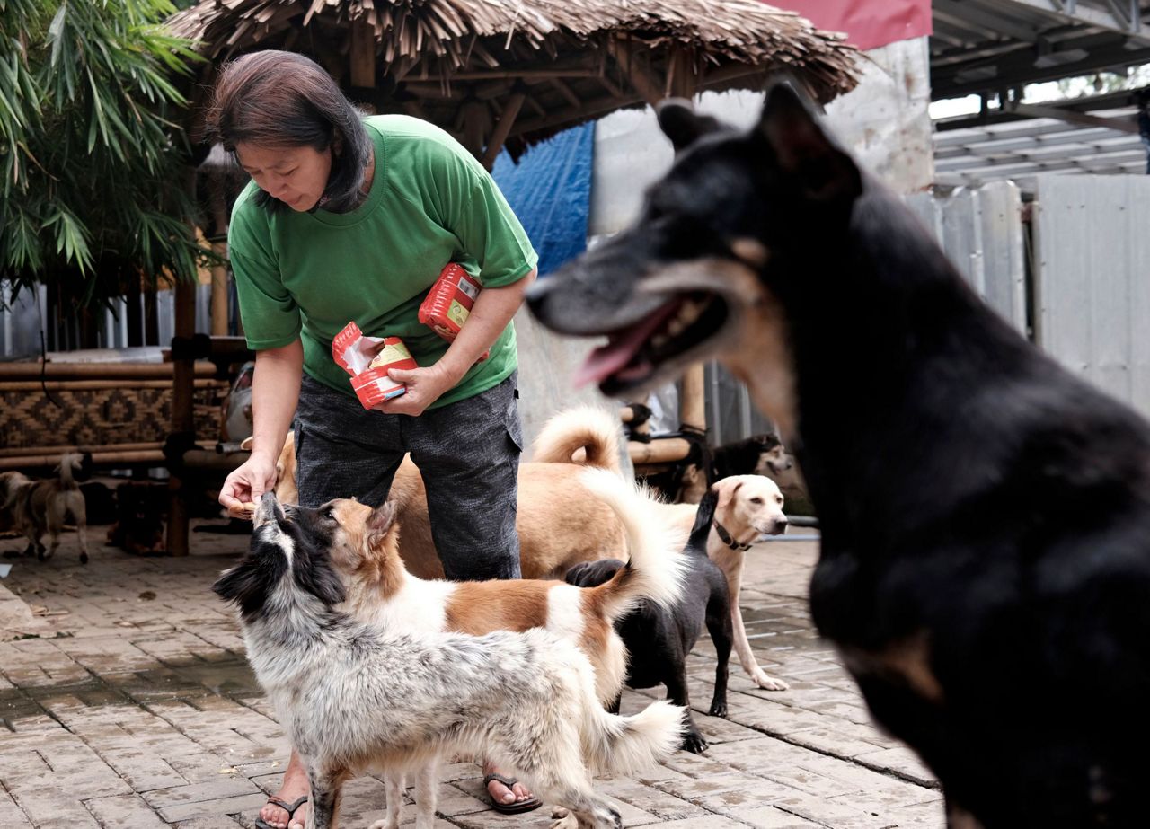 AP PHOTOS Indonesia shelter sees surge in abandoned dogs