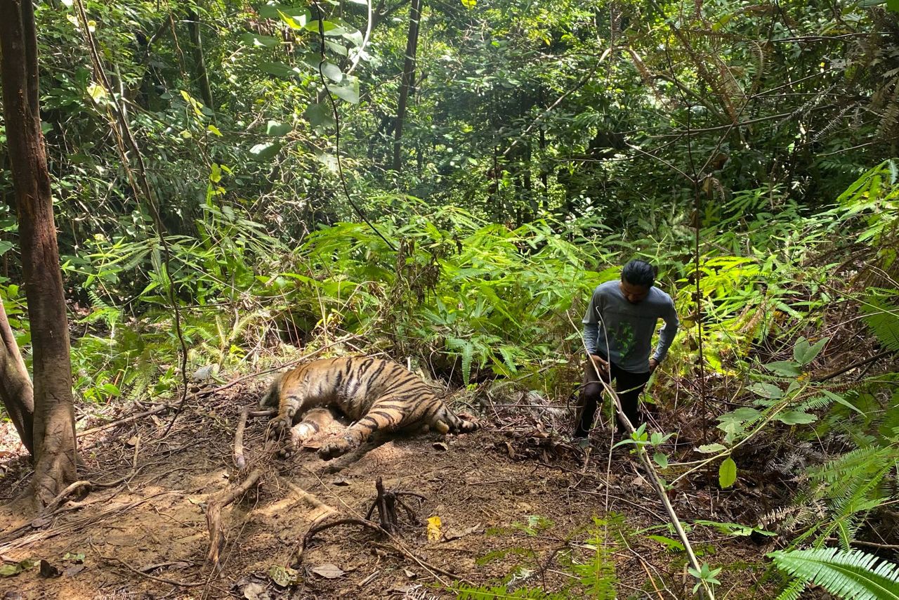3 endangered Sumatran tigers found dead in Indonesia