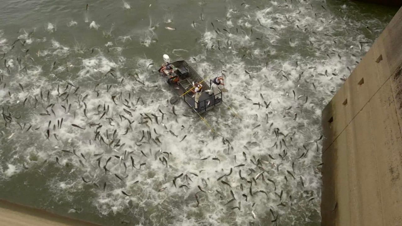 Asian Carp: A Call to Action  Tennessee Wildlife Federation