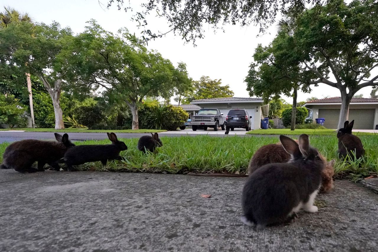 Fuzzy invasion of domestic rabbits has a Florida suburb hopping into a