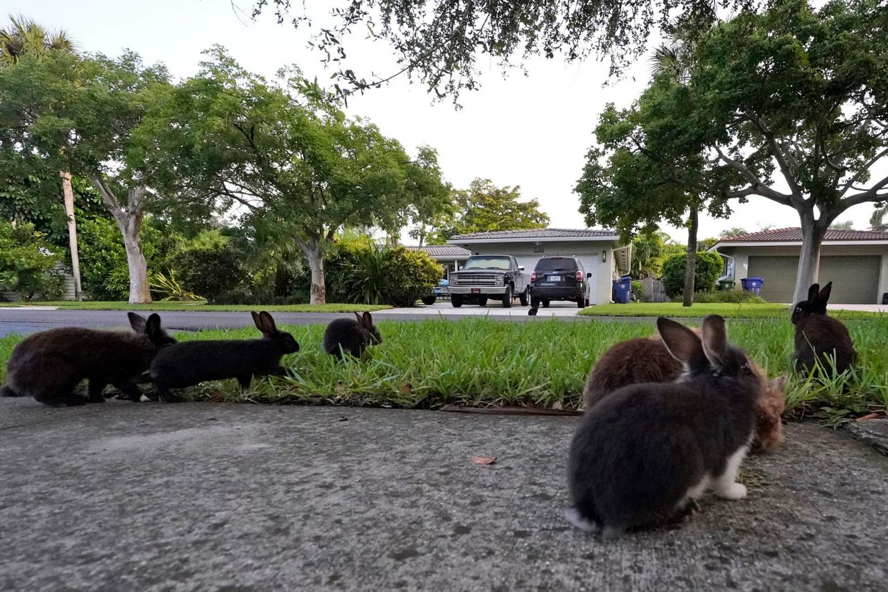 Fuzzy invasion of domestic rabbits has a Florida suburb hopping into a ...