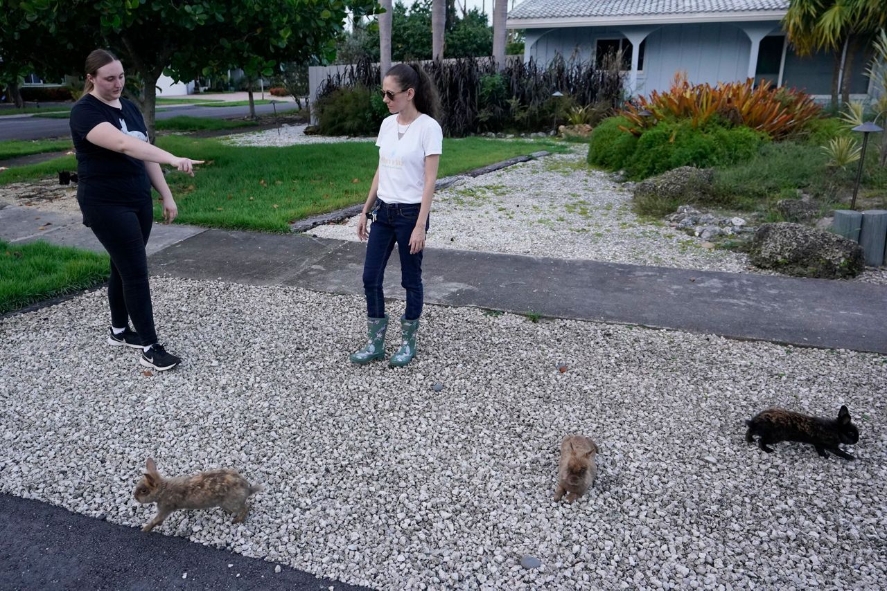 Groups working to round up domesticated rabbits that have been running