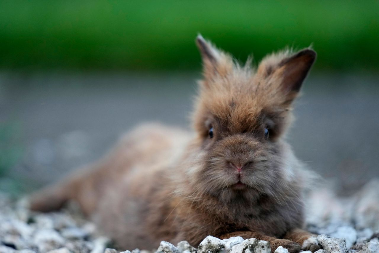 Groups working to round up domesticated rabbits that have been running
