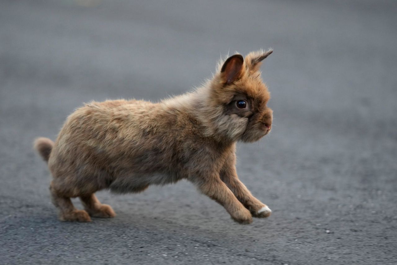 Groups working to round up domesticated rabbits that have been running