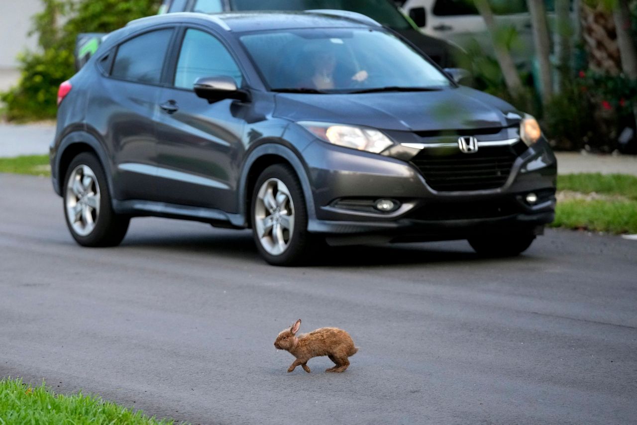 Fuzzy invasion of domestic rabbits has a Florida suburb hopping into a